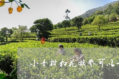 小青柑和花旗参可以一起泡吗/2023052682626