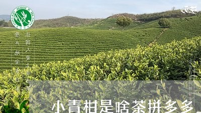 小青柑是啥茶拼多多上的茶是真的吗/2023060405139