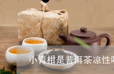 小青柑是普洱茶凉性吗/2023092774623