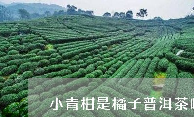 小青柑是橘子普洱茶吗/2023061603830