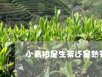 小青柑是生茶还是熟茶/2023092293847