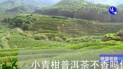 小青柑普洱茶不香吗什么意思/2023052812829