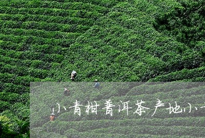 小青柑普洱茶产地小青柑普洱茶性/2023060362925