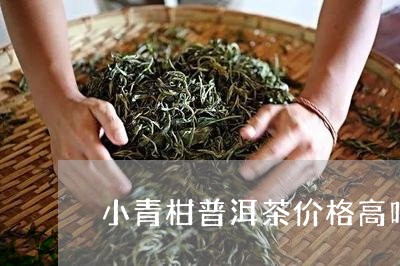 小青柑普洱茶价格高吗/2023061929161