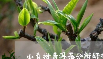 小青柑普洱茶分辨好坏/2023072440493