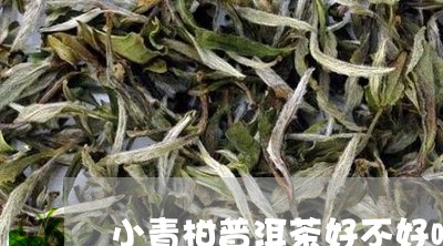 小青柑普洱茶好不好喝/2023092612380