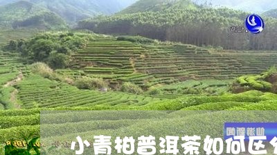 小青柑普洱茶如何区分真假/2023110296240