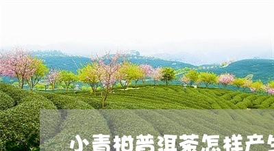 小青柑普洱茶怎样产生/2023062453727