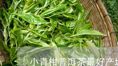 小青柑普洱茶最好产地/2023093083636