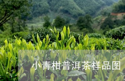 小青柑普洱茶样品图/2023120595060