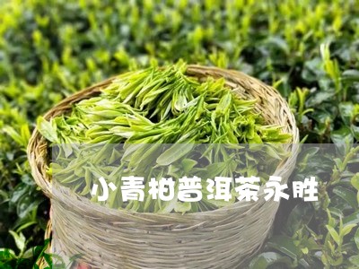 小青柑普洱茶永胜/2023101683940