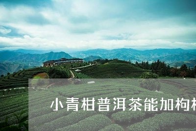 小青柑普洱茶能加枸杞/2023092793927