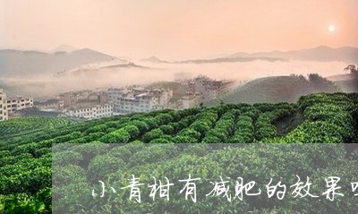 小青柑有减肥的效果吗/2023071658684