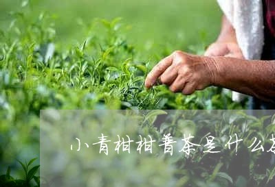 小青柑柑普茶是什么茶/2023071688361