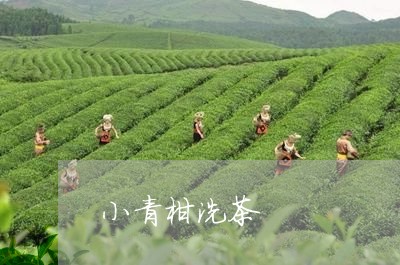 小青柑洗茶/2023041818553