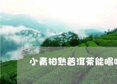 小青柑熟普洱茶能喝吗/2023092675925