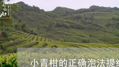 小青柑的正确泡法提纲/2023061083836