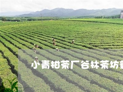 小青柑茶厂谷林茶坊新会小青柑/2023053170603