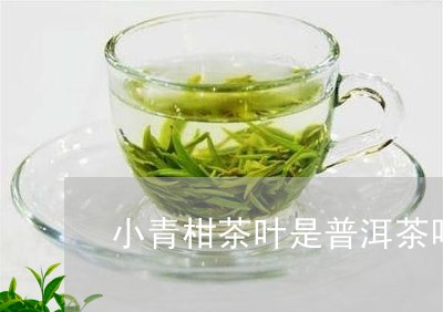 小青柑茶叶是普洱茶吗/2023092771603