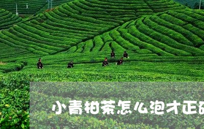 小青柑茶怎么泡才正确/2023092127370