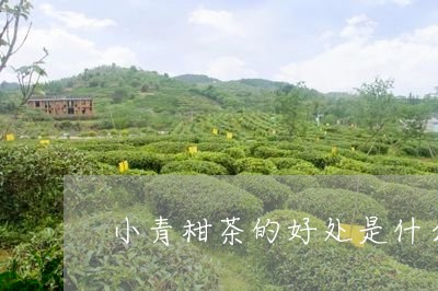 小青柑茶的好处是什么/2023071625049