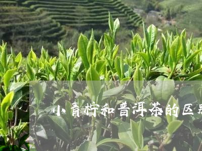 小青柠和普洱茶的区别/2023112759593