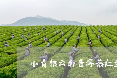 小青桔云南普洱茶红盒/2023092736169