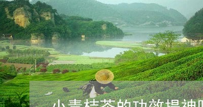 小青桔茶的功效提神吗/2023071597060