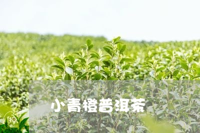 小青橙普洱茶/2023042591248