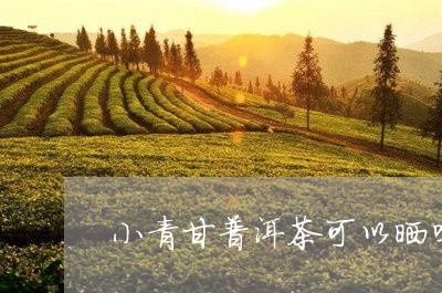 小青甘普洱茶可以晒吗/2023062048591