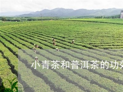 小青茶和普洱茶的功效/2023062307481