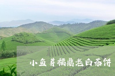 小鱼芽福鼎老白茶饼/2023082620492