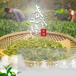 小鹿心选普洱茶/2023081867070