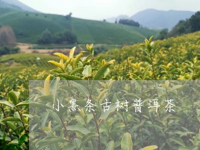 小黑条古树普洱茶/2023101683950