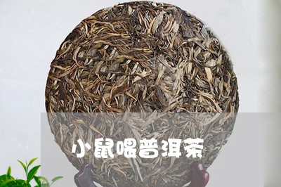 小鼠喂普洱茶/2023081833038