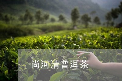 尚河清普洱茶/2023042561398