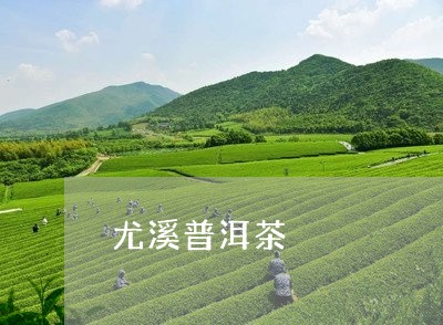 尤溪普洱茶/2023090582693