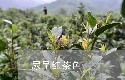 尿呈红茶色/2023121921605