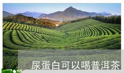 尿蛋白可以喝普洱茶/2023042833716