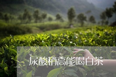 尿酸稍高能喝白茶/2023062050692