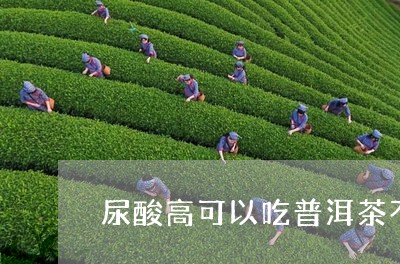 尿酸高可以吃普洱茶不/2023072433058