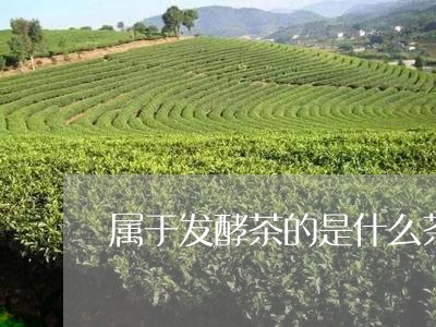 属于发酵茶的是什么茶/2023071586161