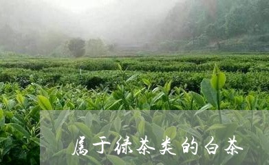 属于绿茶类的白茶/2023062005258