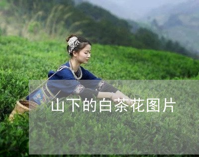 山下的白茶花图片/2023062017370