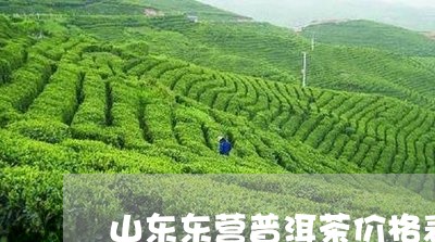 山东东营普洱茶价格表和图片/2023110568614