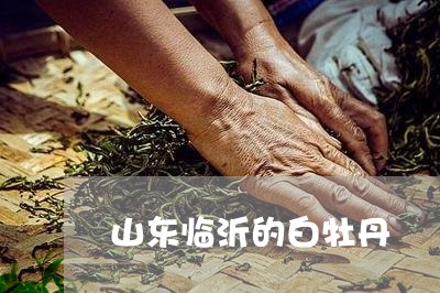 山东临沂的白牡丹/2023090692595