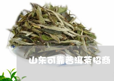 山东可靠普洱茶招商/2023042848495