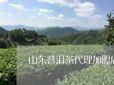 山东普洱茶代理加盟店有哪些/2023052859313