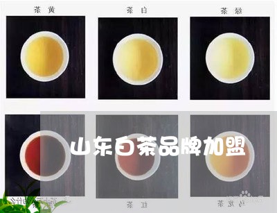 山东白茶品牌加盟/2023062073795