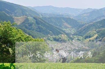 山东白茶哪个有名/2023062013827